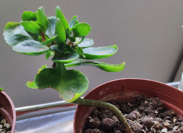 长寿花浇多了水怎么办