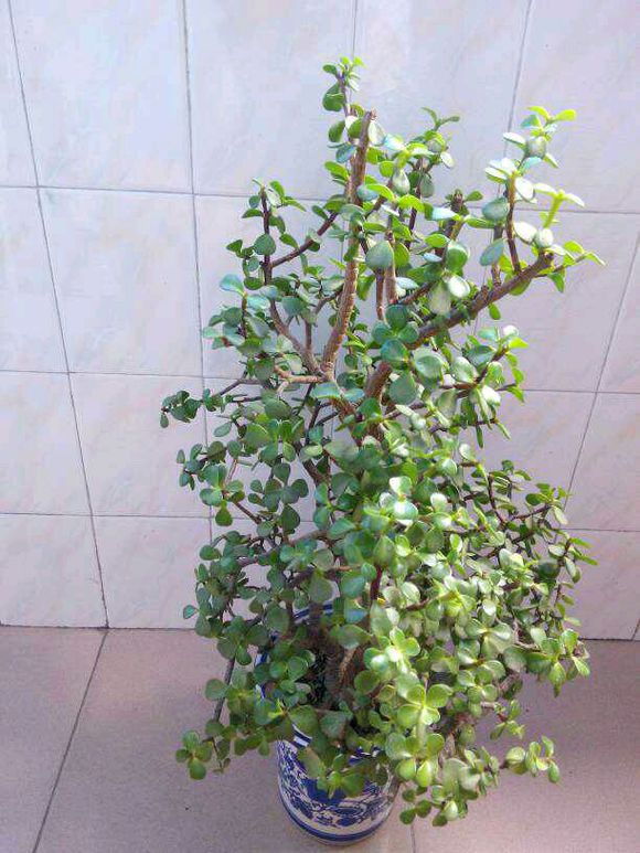 10年的金枝玉叶