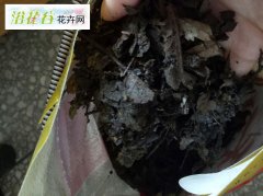 腐叶土和泥炭土哪个好|附区别
