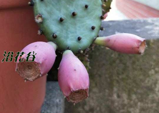 仙人掌果实
