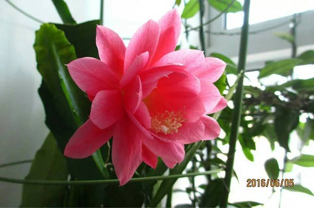 令箭<a href='https://www.861230.com/guanhuazhiwu/1062.html' target='_blank'><u>荷花</u></a>