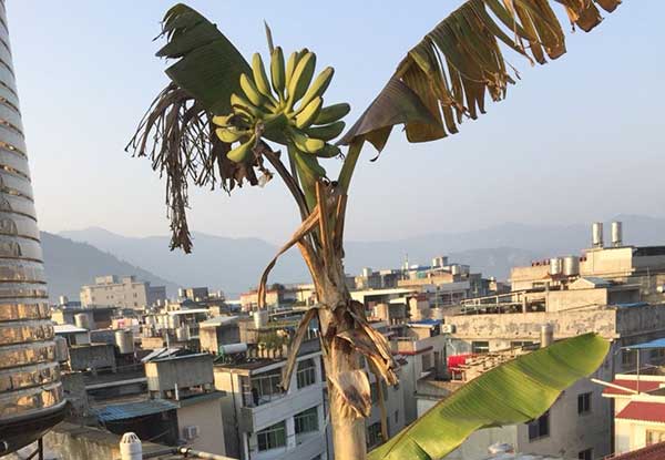 盆栽芭蕉树