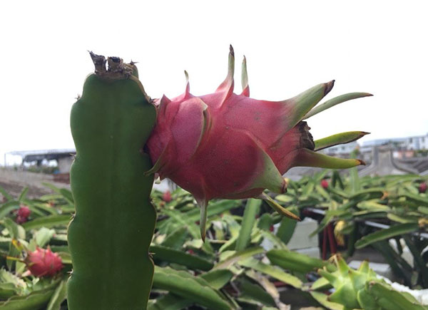 火龙果