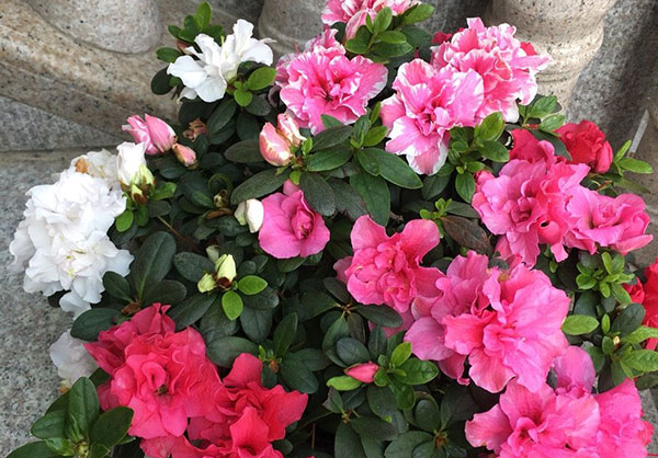 <a href='https://www.861230.com/guanhuazhiwu/31.html' target='_blank'><u>杜鹃花</u></a>