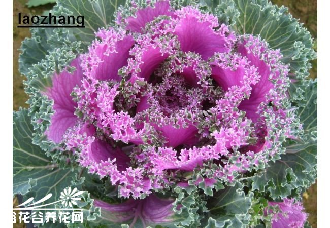 羽衣甘蓝/叶牡丹