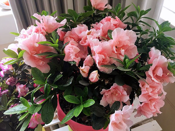 <a href='https://www.861230.com/guanhuazhiwu/31.html' target='_blank'><u>杜鹃花</u></a>