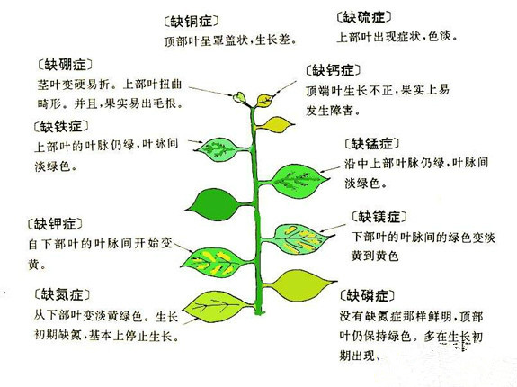 植物缺肥图片