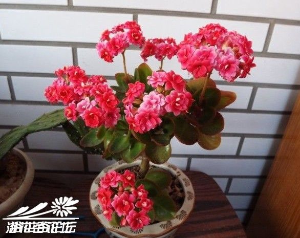 长寿花修剪