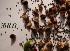 隔年的花种子还能用吗,80%没问题