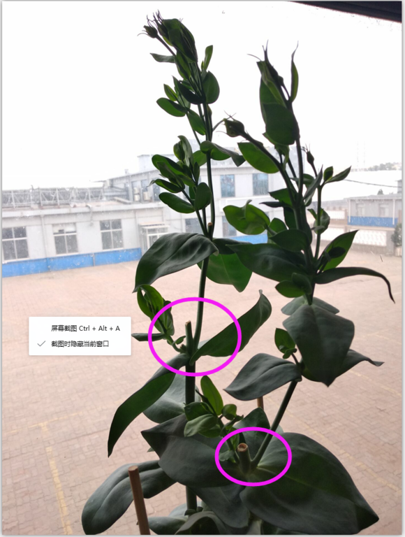 洋<a href='https://www.861230.com/guanhuazhiwu/41.html' target='_blank'><u>桔梗</u></a>修剪
