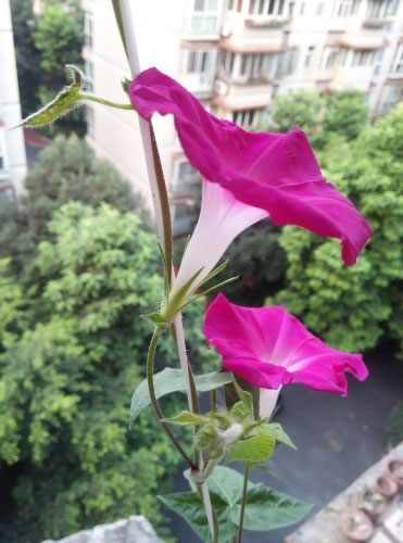 <a href='https://www.861230.com/guanhuazhiwu/6858.html' target='_blank'><u>牵牛花</u></a>