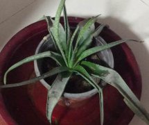 芦荟不浇水活多久|几个月没事