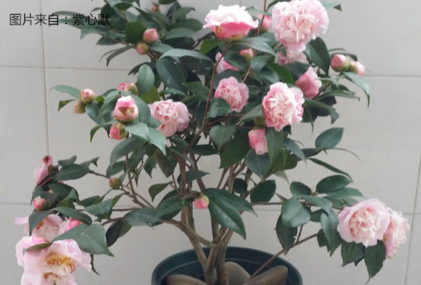<a href='https://www.ahuacao.com/guanhuazhiwu/52.html' target='_blank'><u>茶花</u></a>