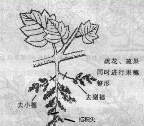葡萄疏花疏果