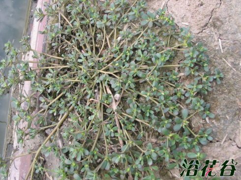 大花马齿苋