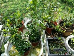 杜鹃花夏天怎么管理|可区别对待