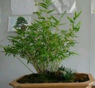 米竹盆栽怎么养（注意事项）