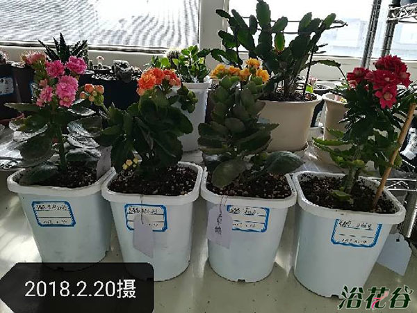 浇花
