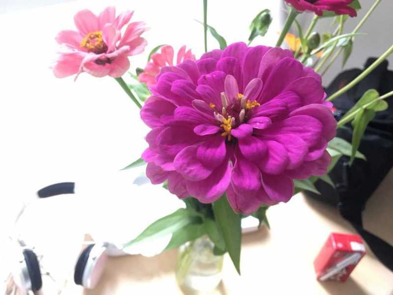 百日菊