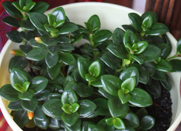 植物叶子清洗