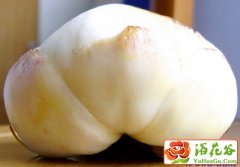 百合种球培育五法