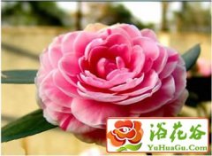山茶花的扦插繁殖