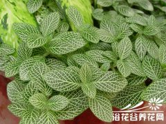 网纹草的繁殖