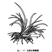 花卉分球繁殖的方法