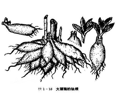 大丽菊的分株（图）