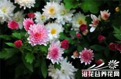 北京夏菊的扦插繁殖