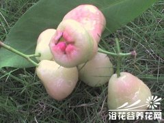 人参果的繁殖方法