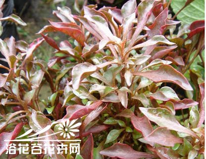 五色苋的繁殖技术
