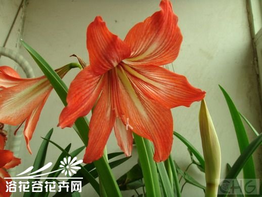 朱顶红播种方法