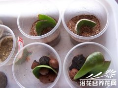 豆瓣绿的生根实验