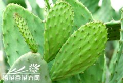 仙人掌的繁殖方法