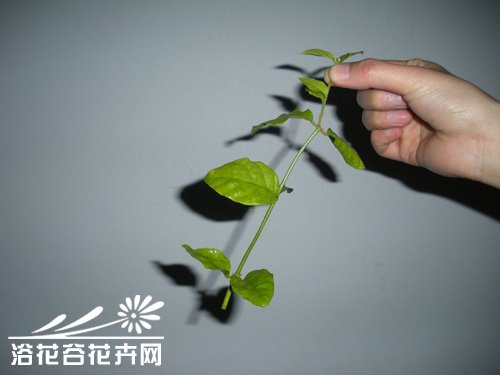 <a href='https://www.861230.com/guanhuazhiwu/10.html' target='_blank'><u>茉莉花</u></a>的繁殖方法