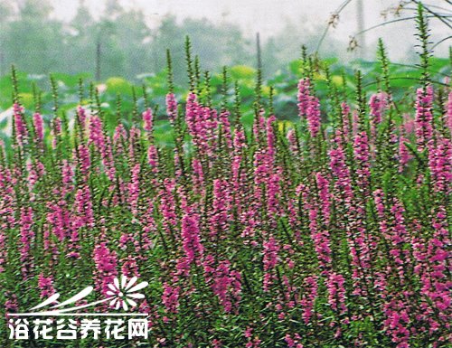千屈菜又称水枝柳、水柳、对叶莲
