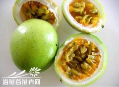 西番莲的繁殖方法