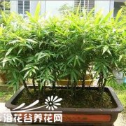 佛肚竹的分株繁殖