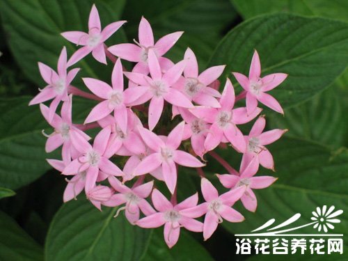 繁星花的繁殖与养护