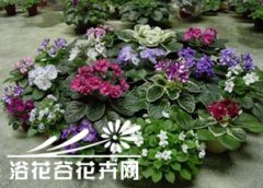 非洲紫罗兰叶插繁殖方法