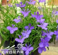 翠蝶花(六倍利)播种方法