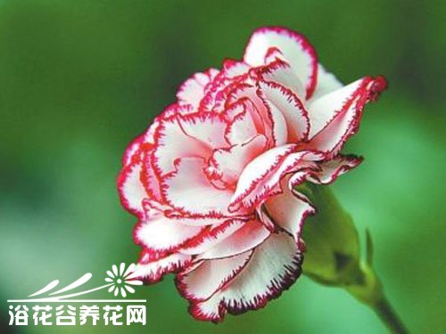 <a href='https://www.861230.com/guanhuazhiwu/49.html' target='_blank'><u>康乃馨</u></a>的扦插繁殖