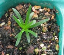 海石竹种子播种方法