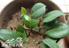 茶梅扦插方法