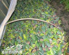 金花茶的繁殖方法