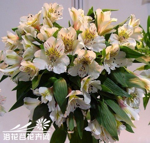 六出花的繁殖管理