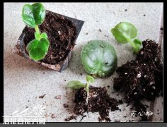 非洲堇的分苗方法(图文)