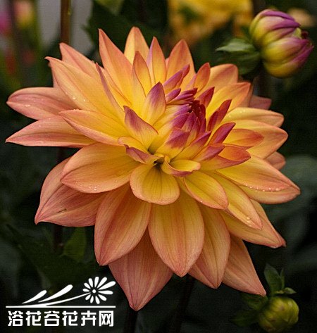 大丽菊的繁殖管理
