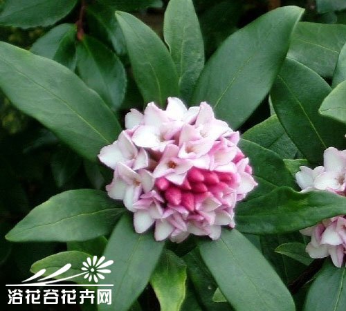 养花怪招之二十七——水插<a href='https://www.861230.com/guanhuazhiwu/6775.html' target='_blank'><u>瑞香</u></a>